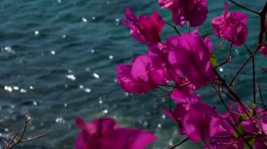 Güneşli bir günde yeşil yapraklı pembe çiçekleri yakın çekim, yavaş çekim. Doğa, hava, büyüme ve sükunet. Yüksek kalite 4k görüntü