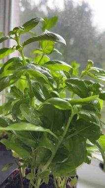 Üç 'ün üçüncü bölümü. Genç mankenlerin fesleğen bitkilerine su sıkarken yakın plan çekimleri. Sabah penceresinde ve dikkatlice sağlıklı bitkilerin üzerine su püskürtüyor..