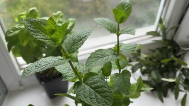 Ev bitkilerini sulama kabından sulamak. Naneli. Bitkilerle ilgilenmek. Naneli bitki penceresi