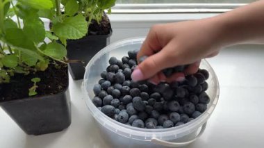 Çiftlikte hasat sırasında toplanan taze yaban mersinlerini tutan genç bir çiftçinin ellerinin yakın plan görüntüsü. Yabanmersini hasadı. Hasat Konsepti. Yüksek kalite 4k görüntü