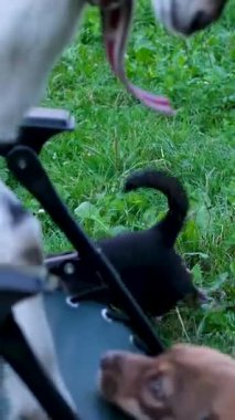 Keçi, köpek hayvanlarıyla kavga eder. Köpek, keçiye yaklaşır. Sandalyeye oturur, köpek, keçi, toynak ısırır. İki köpek saldırıyor, siyah köpek sandalyeye tırmanıyor, keçiyi tekmeliyor.