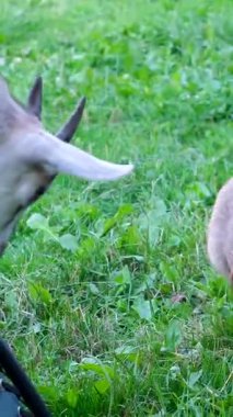 Keçi, köpek hayvanlarıyla kavga eder. Köpek, keçiye yaklaşır. Sandalyeye oturur, köpek, keçi, toynak ısırır. Yüksek kalite 4k görüntü