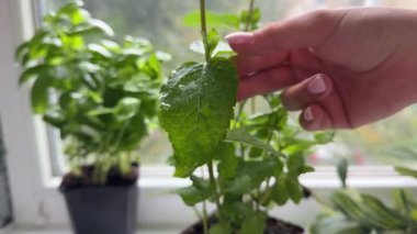 Penceredeki saksıdan bir nane yaprağı al. Yüksek kalite 4k görüntü