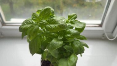 Tencerede taze yeşil fesleğen. Pencere kenarında küçük bir bahçe. Ev yapımı bitkiler. Yüksek kalite 4k görüntü