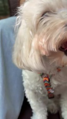 Yaşlı, biraz uyuz beyaz bir köpek bankta oturup kuyruğunu sallıyor. Yüksek kalite 4k görüntü