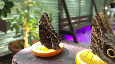 Mavi Morpho kelebeği yemyeşil bir tropikal bahçede portakal meyvesinin üzerinde oturur. Türünün bir başka örneği etrafta uçuyor. Yavaş çekim videosu egzotik kelebekleri yakalar. Yüksek kalite 4k görüntü