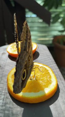 Yunanistan 'ın Attica Zooloji Parkı' nda kelebekler için ananas, portakal ve muz dilimleri içeren besleme istasyonunun yakın çekimi. Yüksek kalite 4k görüntü