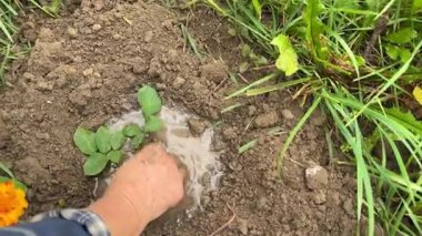 Yeşil filizlenme toprağı eken çiftçi. Tomurcuk yetiştirme sahası. Çiftlik ekme bahçesi. Tarım konsepti. Topraktan yeni yaşam gelişiyor. Çiftçi yavaşça yeşil filizlenir. Ekim mevsimi çiftçi görevi.