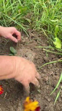 Bir bahçıvan yeni dikilmiş bir gül bitkisinin yanında elleri ile zemini dikkatlice düzleştirir. Bahçede bahar işi. Toprağa bir gül ekin.