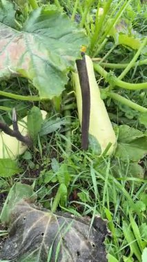 Canlı bir sebze bahçesi, yaz güneşinin altında yetişen sağlıklı kabak bitkilerini gösteriyor. Yeşil yapraklar büyüyen kabağın etrafını sarıyorlar. İleride verimli bir hasat olacağını vurguluyorlar. Yüksek kalite 4k görüntü