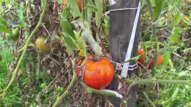 Kırsal yoksulluk bahçesi, hem olgun kırmızı hem de olgunlaşmamış yeşil domateslerle dolu. Bitkiler düzgünce düzenlenir ve dikey kazıklarla desteklenir, çiftçilik yaklaşımlarını ön plana çıkarırlar. 4k