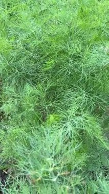 Kamerayı organik bahçede yetişen dereotunun üzerinde hafifçe çapraz olarak hareket ettiriyor. Yüksek kalite 4k görüntü