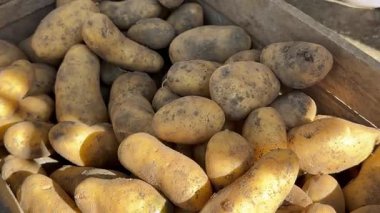 Taze patateslerin yakın çekimi ahşap bir sandıkta ve şelalede. Organik Hasat Pazara Hazır. Doğal tarım, sağlıklı gıda, kırsal yaşam tarzı, çevre dostu, taze sebzeler. Yüksek kalite 4k