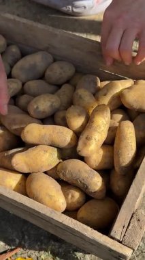 Çiftçi elleri hasattan sonra patatesi ayırır. Tarım çaba gerektirir ve patates ayırmak da çiftlik işlerinin bir parçasıdır. Patates tarımı gıda üretimi ve yerel tarım için önemlidir. Yüksek kalite 4k