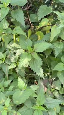 Yeşil ısırgan otları orman yolunda yetişiyor, yemyeşil orman bitkileri ve doğal manzara içinde gelişiyor. Yüksek kalite 4k görüntü