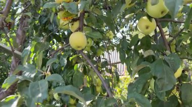 Yeşil Yapraklı Yeşil Elmalar. Yüksek kalite 4k görüntü