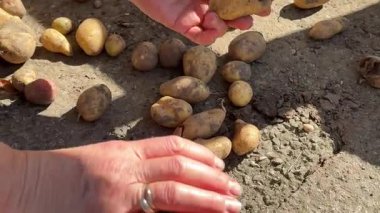 Yakın plan, çiftçi elinde patates yumrusu tutuyor. Patates hasadı ya da patates ekimi, modern tarım, tarım. Kırsal kesimde bir eko çiftliği. Yüksek kalite 4k görüntü