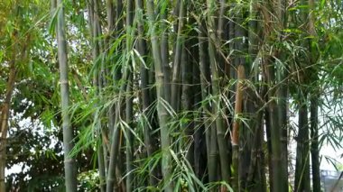 Yeşil yapraklı yeşil bambu. Bambu sapları hafif rüzgarda sallanıyor. - Evet. Yüksek kalite 4k görüntü