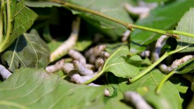 İpek böcekleri uyuyor ve daha sonra kozaya dönüşecekler. Yüksek kalite 4k görüntü
