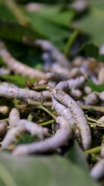 Bir sürü ipek böceği dut yaprağı yiyor. Yüksek kaliteli FullHD görüntüler