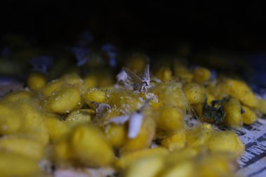 Cinematic video of silkworms hatching, feeding on mulberry leaves, spinning cocoons, and silk threads being reeled and woven into traditional Vietnamese textiles.