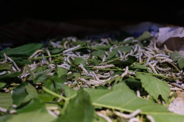 Cinematic video of silkworms hatching, feeding on mulberry leaves, spinning cocoons, and silk threads being reeled and woven into traditional Vietnamese textiles.