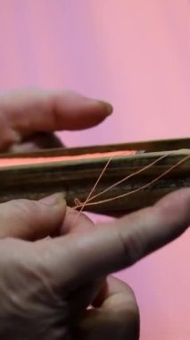 İpek böceği koza taşıyıcısı ipek fabrikasında. Yüksek kaliteli FullHD görüntüler