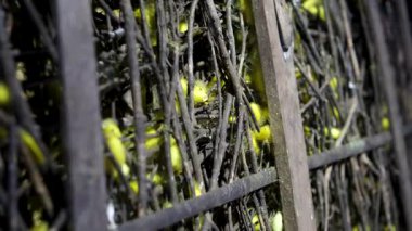 İpek böceği yumurtalarından kozalara kadar tüm ipek üretimi yumurtadan çıkmayı, dut yapraklarıyla beslenmeyi, kozanın dönüşmesini ve lüks Vietnam kumaşlarına dokumayı içerir..