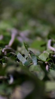 Beyaz ipek böceği tırtılları taze yeşil dut yapraklarıyla sürünüyor ve besleniyor. Doğal ipek üretimi ve serikülü tarım için gerekli olan Bombyx mori larvalarının görüntülerini kapatıyorlar.