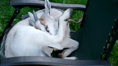 Komik bebek keçi katlanan sandalyeye tırmanıyor ve güneşli bir günde yeşil çayırda tırmalıyor. Mutlu ev keçisi çiftlik arazisindeki hayatın tadını çıkarıyor..