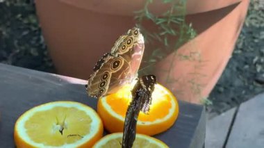 Chisinau Moldova Kelebek Parkı 'ndaki renkli kelebekler portakalların üzerine ve şelalelerin ve göllerin yakınındaki insanlar büyüyen kristalleri ve egzotik doğa manzaralarıyla canlı, yemyeşil bir tropik bahçeye sahipler..