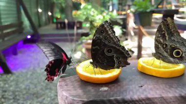 Chisinau Moldova Kelebek Parkı 'ndaki renkli kelebekler portakalların üzerine ve şelalelerin ve göllerin yakınındaki insanlar büyüyen kristalleri ve egzotik doğa manzaralarıyla canlı, yemyeşil bir tropik bahçeye sahipler..