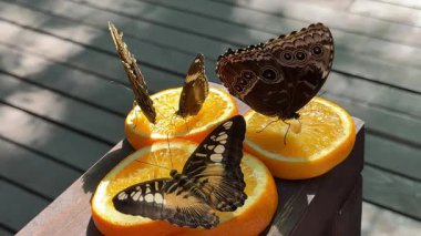 Chisinau Moldova Kelebek Parkı 'ndaki renkli kelebekler portakalların üzerine ve şelalelerin ve göllerin yakınındaki insanlar büyüyen kristalleri ve egzotik doğa manzaralarıyla canlı, yemyeşil bir tropik bahçeye sahipler..