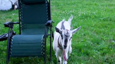 Komik bebek keçi katlanan sandalyeye tırmanıyor ve güneşli bir günde yeşil çayırda tırmalıyor. Mutlu ev keçisi çiftlik arazisindeki hayatın tadını çıkarıyor..