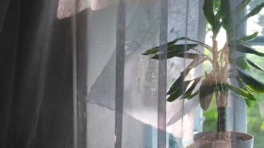 Hafif bir esinti açık kırsal pencereden içeri akar, pencere kenarındaki yeşil saksı bitkisinin etrafında beyaz perdeler hareket eder, odayı sakin yaz atmosferiyle doldurur..