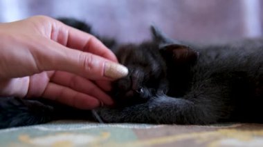 İki küçük siyah kedinin şefkatin ve evcil hayvan bakımı yaşam tarzının sembolü olan yerde huzur içinde uyuyan iki küçük siyah kediyi elle okşamasına yakından bakın..