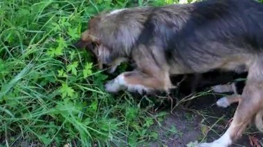 Kırsal alanda iki köpek toprakta derin bir çukur kazıyor. Bir yaşlı huysuz köpek ve bir küçük köpek ile bir diğeri eğlenceli kırsal hayvan davranışlarına katılıyor..