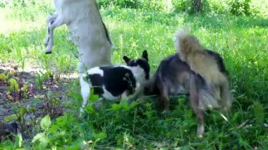Üç küçük köpek, arka planda canlı çiftlik sahnesinde ağaçtan yapraklar yemek için atlayan bir keçi gibi ağızdan ağıza şakıyarak birbirlerini ısırıyorlar. Enerjik, eğlenceli, kırsal kesimde güneşli bir etkileşim var..