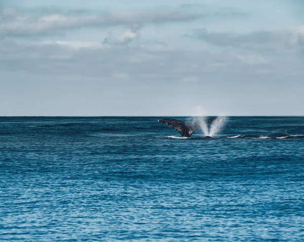Humback Whale Blowing, Meksika. Yüksek kalite fotoğraf