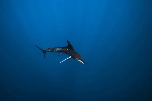 Çizgili Marlin, Meksika. Kılıçbalığıyla dalış. Yüksek kalite fotoğraf