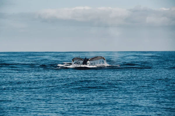 Humback Whale Tail, Meksika. Yüksek kalite fotoğraf