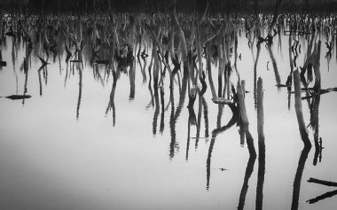 Mangrove forest degradation,deterioration mangrove forest is an ecosystem that has been severely degraded or eliminated such to urbanization, and pollution. Take care and protect the mangrove forest.