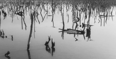 Mangrove forest degradation,deterioration mangrove forest is an ecosystem that has been severely degraded or eliminated such to urbanization, and pollution. Take care and protect the mangrove forest.