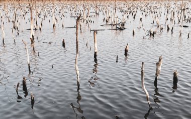 Mangrove forest degradation,deterioration mangrove forest is an ecosystem that has been severely degraded or eliminated such to urbanization, and pollution. Take care and protect the mangrove forest.