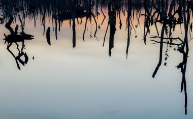 Twilight mangrove forest scenery, Twilight Mangrove forest panorama in the evening , Beautiful mangrove forest Whether it's the warm hues of a twilight or dawn, shimmering reflection of the relax