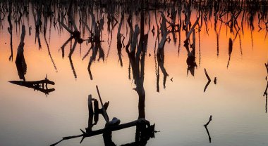 Twilight mangrove forest scenery, Twilight Mangrove forest panorama in the evening , Beautiful mangrove forest Whether it's the warm hues of a twilight or dawn, shimmering reflection of the relax
