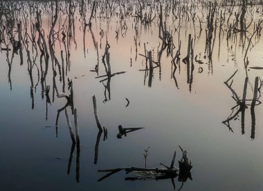 Twilight mangrove forest scenery, Twilight Mangrove forest panorama in the evening , Beautiful mangrove forest Whether it's the warm hues of a twilight or dawn, shimmering reflection of the relax