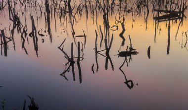 Twilight mangrove forest scenery, Twilight Mangrove forest panorama in the evening , Beautiful mangrove forest Whether it's the warm hues of a twilight or dawn, shimmering reflection of the relax