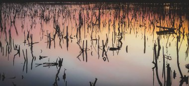 Twilight mangrove forest scenery, Twilight Mangrove forest panorama in the evening , Beautiful mangrove forest Whether it's the warm hues of a twilight or dawn, shimmering reflection of the relax