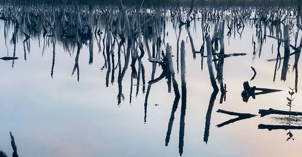Twilight mangrove forest scenery, Twilight Mangrove forest panorama in the evening , Beautiful mangrove forest Whether it\'s the warm hues of a twilight or dawn, shimmering reflection of the relax